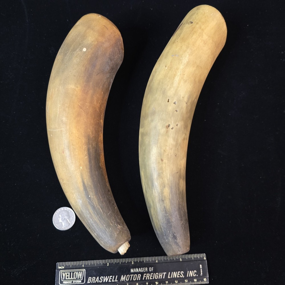 Antique Powder Horns