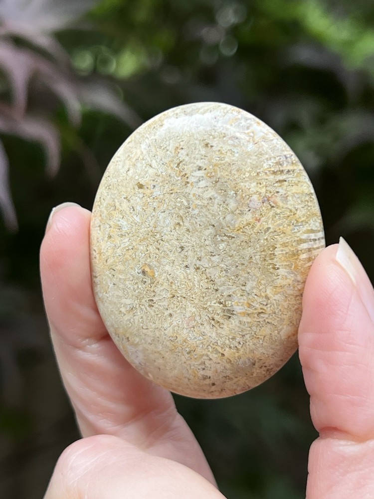 Fossilized Coral Crystal Palmstone AAA+ 39