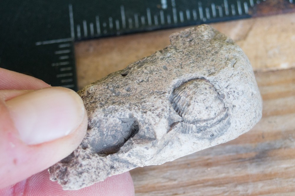 NE Oklahoma Fossil