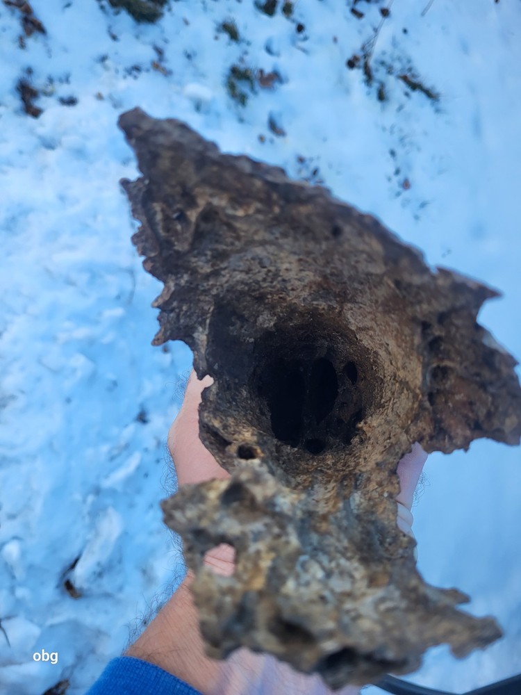Historic Bison Horn Core Partial Skull river find