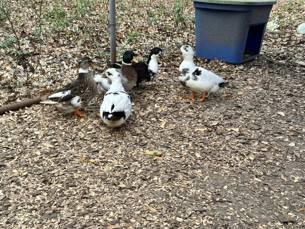 8+ Call Duck Hatching Eggs Assorted Colors