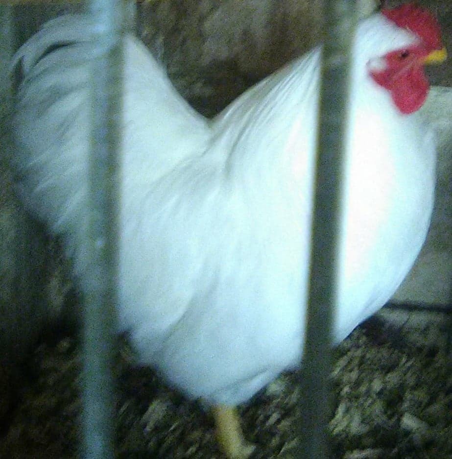 12+ white wyandotte bantam Hatching Eggs
