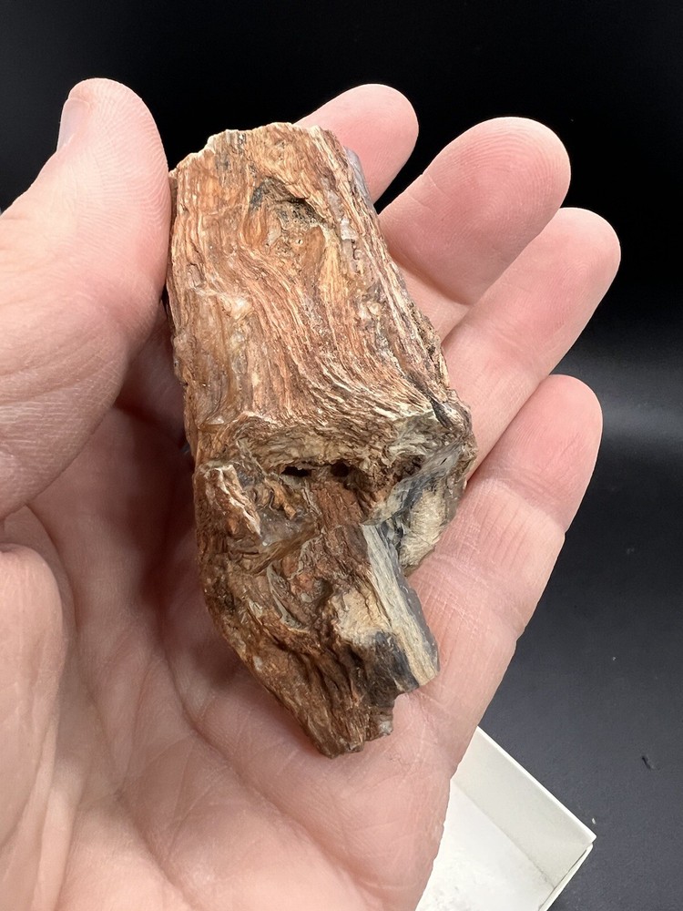 Petrified wood tree limb location unknown