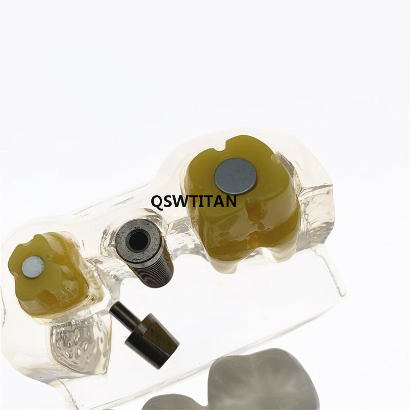 Dental Demonstration Study Teeth Model for Implant Analysis Crown Bridge Model