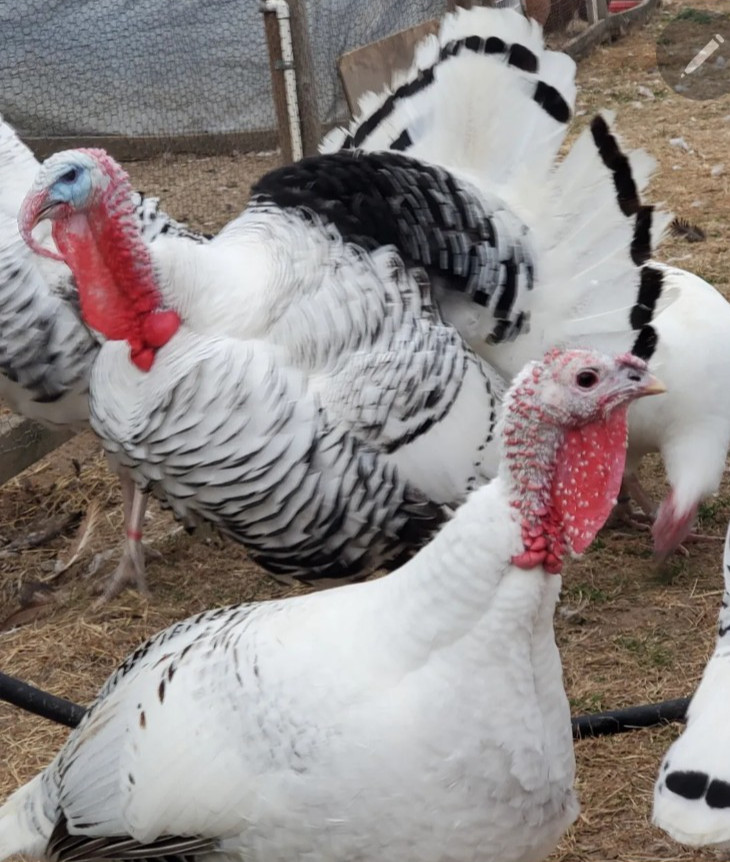 12 Royal Palm Turkey Hatching Eggs