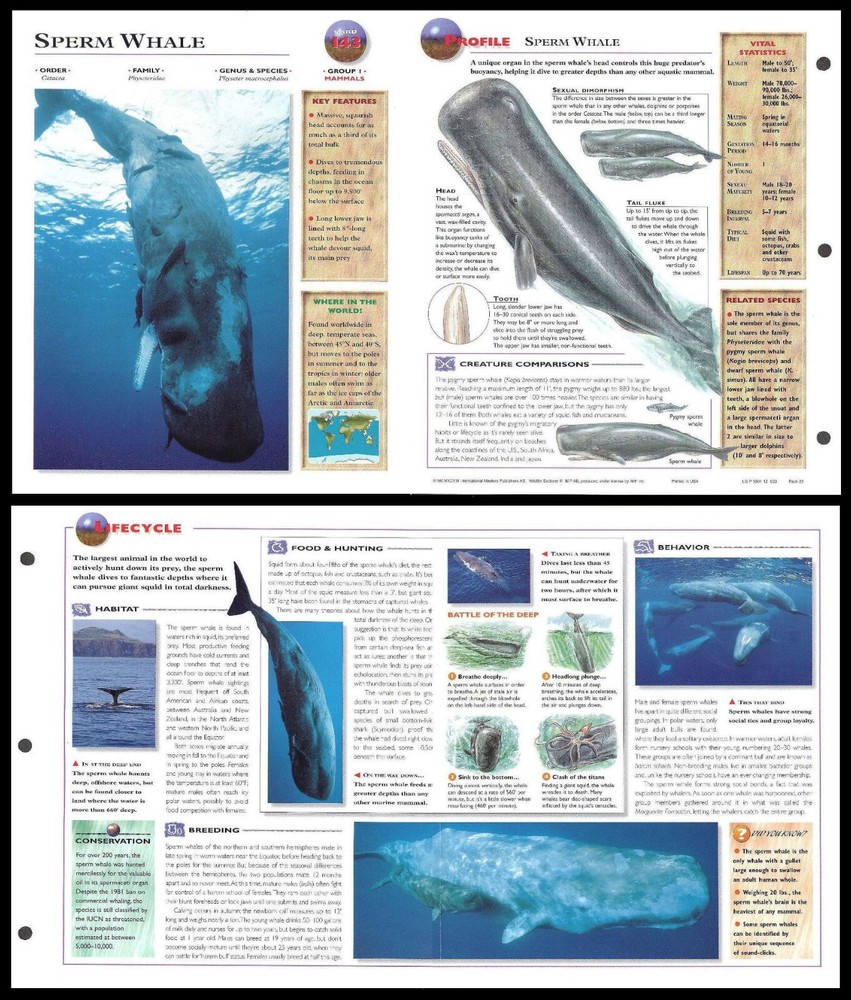 Fold-Out Sheet - Sperm Whale - 143