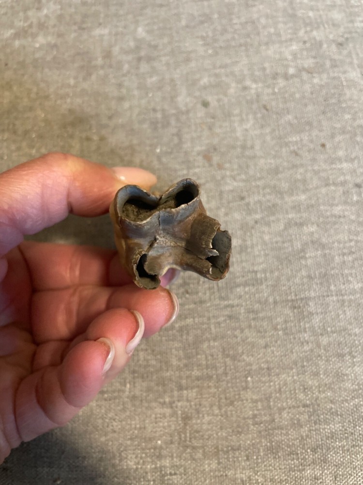 ice age horse tooth