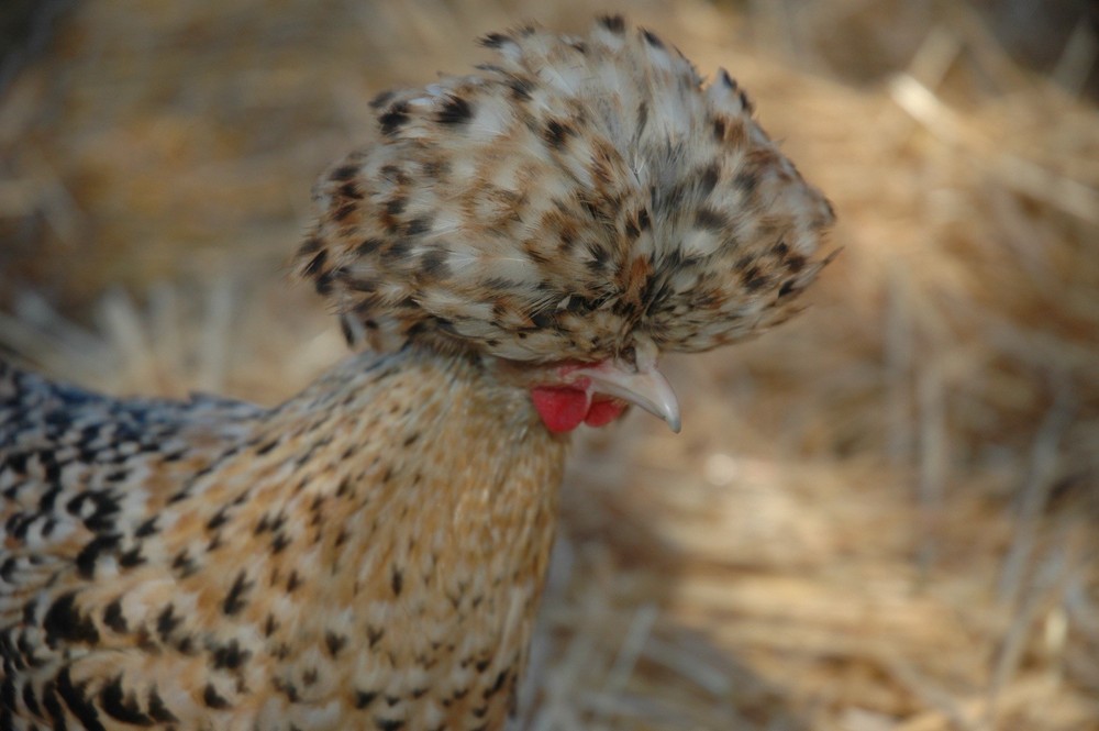 12+++Extra Candy Corn Polish Fertile Hatching Eggs