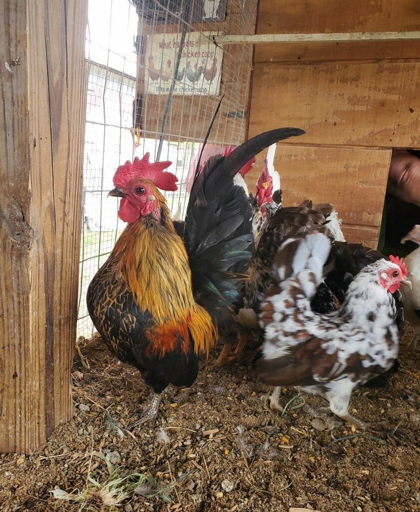 12 Clean Serama Hatching Eggs, Micro, A & B Types / Malay/Trad