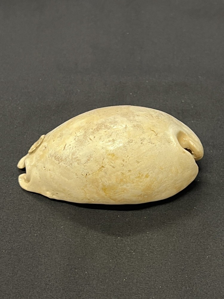 EXTINCT Fossilized COWRIE Shell From Central Florida - Pliocene Era.