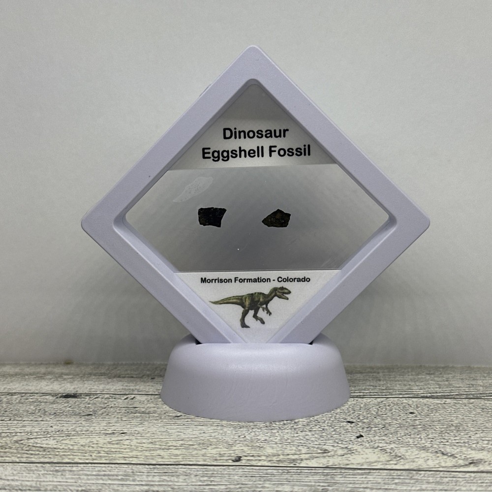 Dinosaur Eggshell Two Fossils from Late Jurassic with Display Case