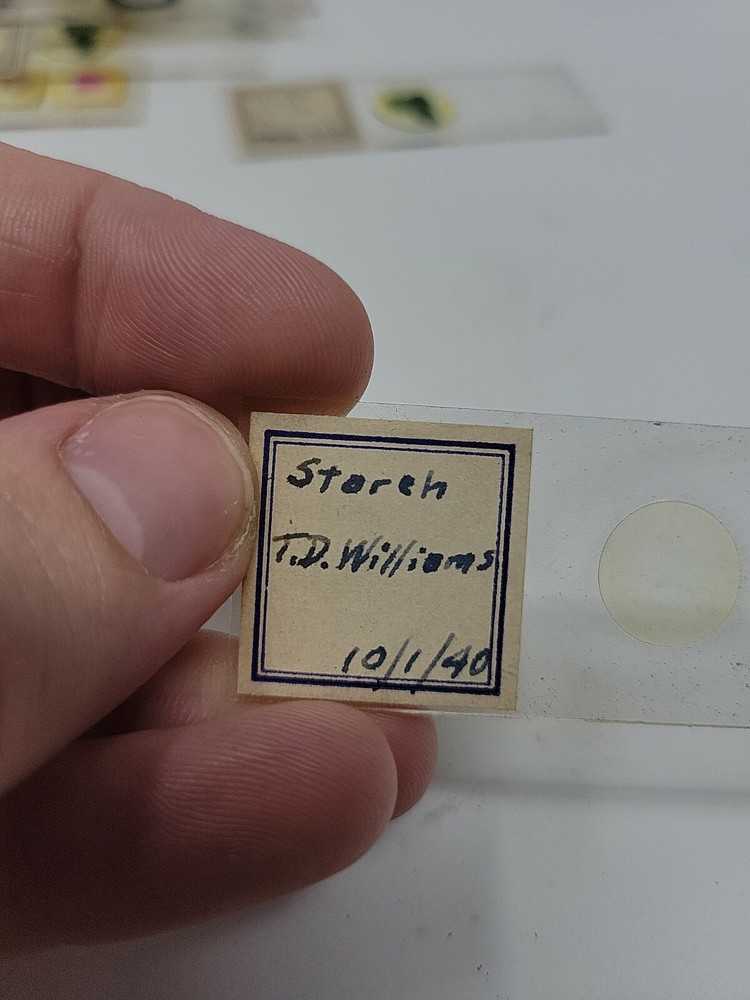 Vintage Microscope Slide 1940