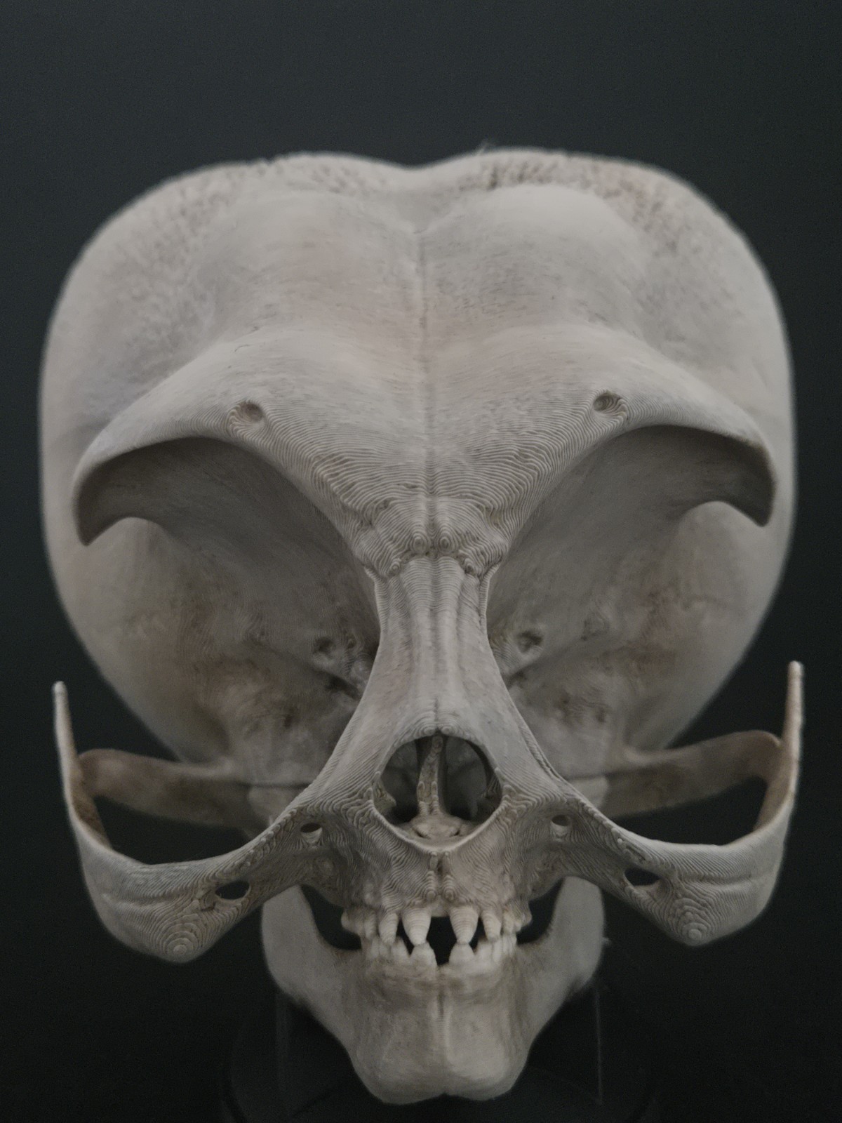 Alien Skull with stand - Realistic