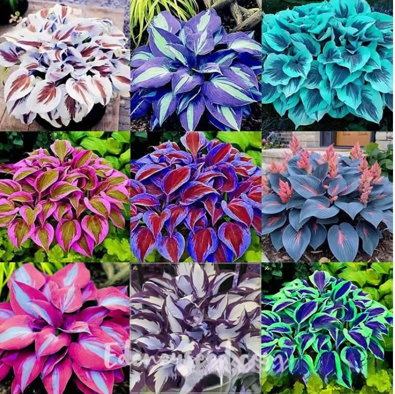🌿300+Mixed HOSTA SEEDS – PERENNIAL OUTDOOR SHADE GARDEN PLANTING SEEDS