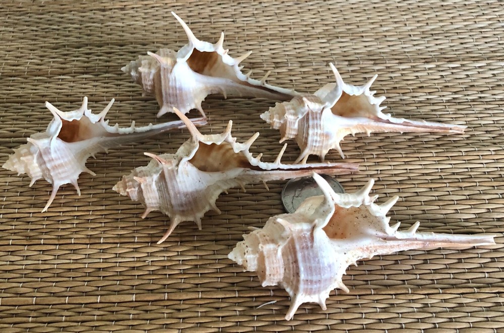 5 LARGE TURNISPINIA MUREX SEA SHELLS - BETWEEN 3” & 4" TALL