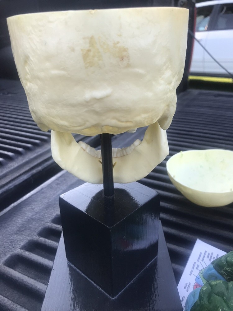 Human Skull Model,4 Part Human Brain with stand