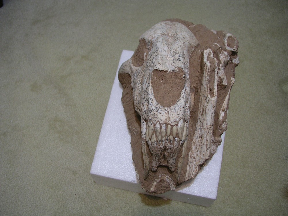 Authentic Saber-Tooth skull matrix