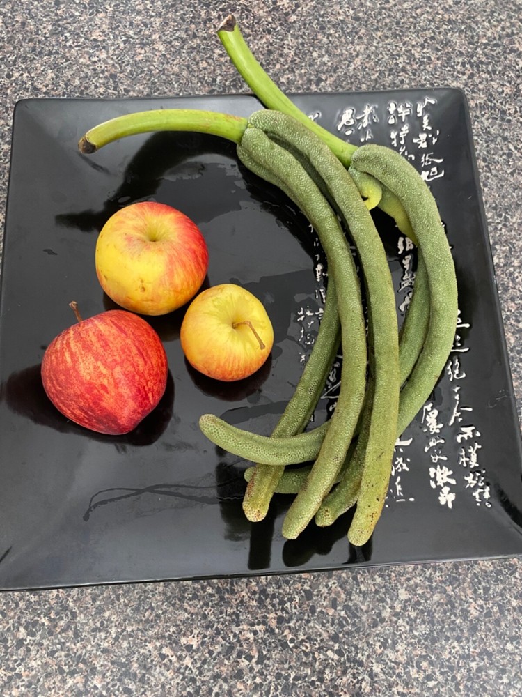 Cecropia gabrielis - 50 seeds