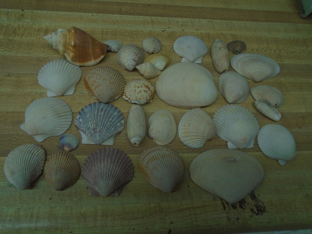 THIRTY EIGHT ASSORTED SEA SHELLS