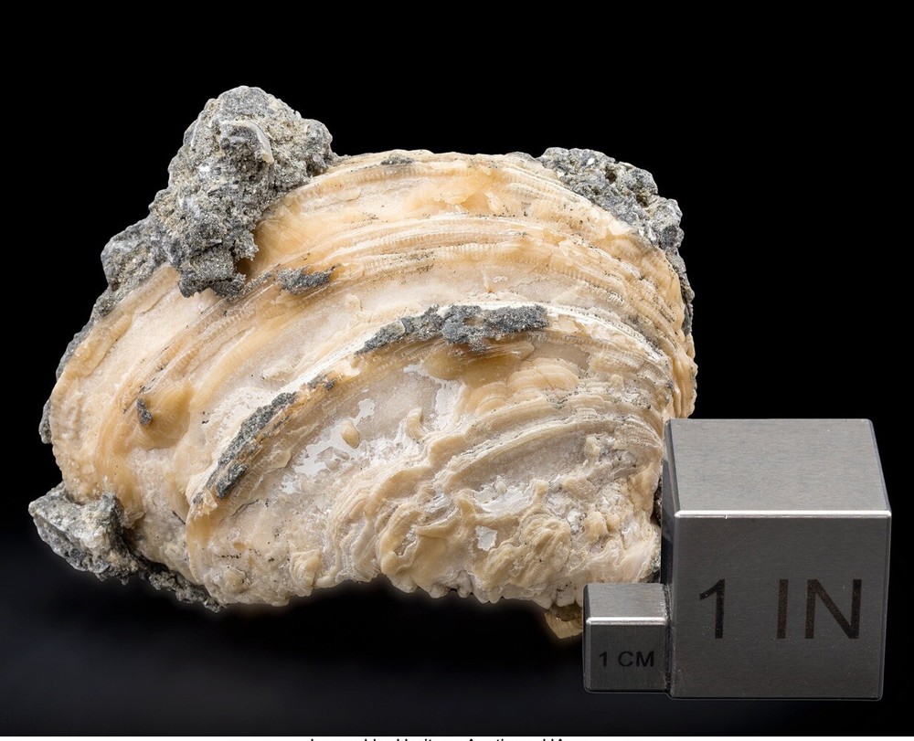 Fossil Clam - Ruck’s Pit - Fort Drum, Florida