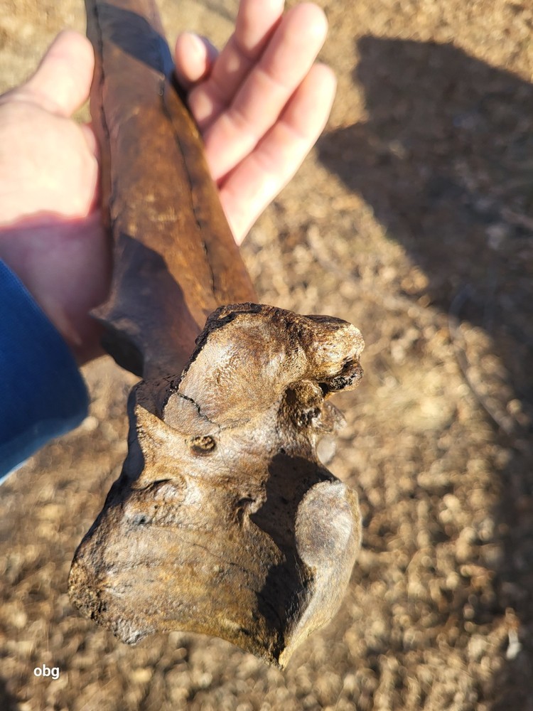 Historic Bison thoracic vertebra