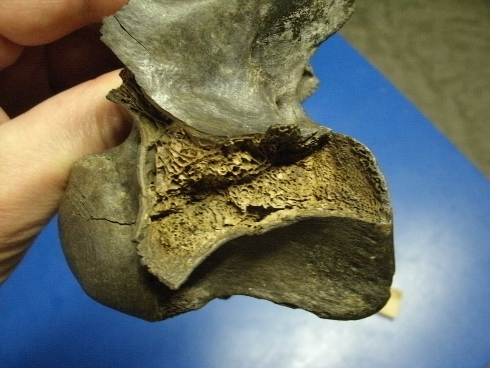 FOSSIL BISON VERTEBRA FROM KANSAS