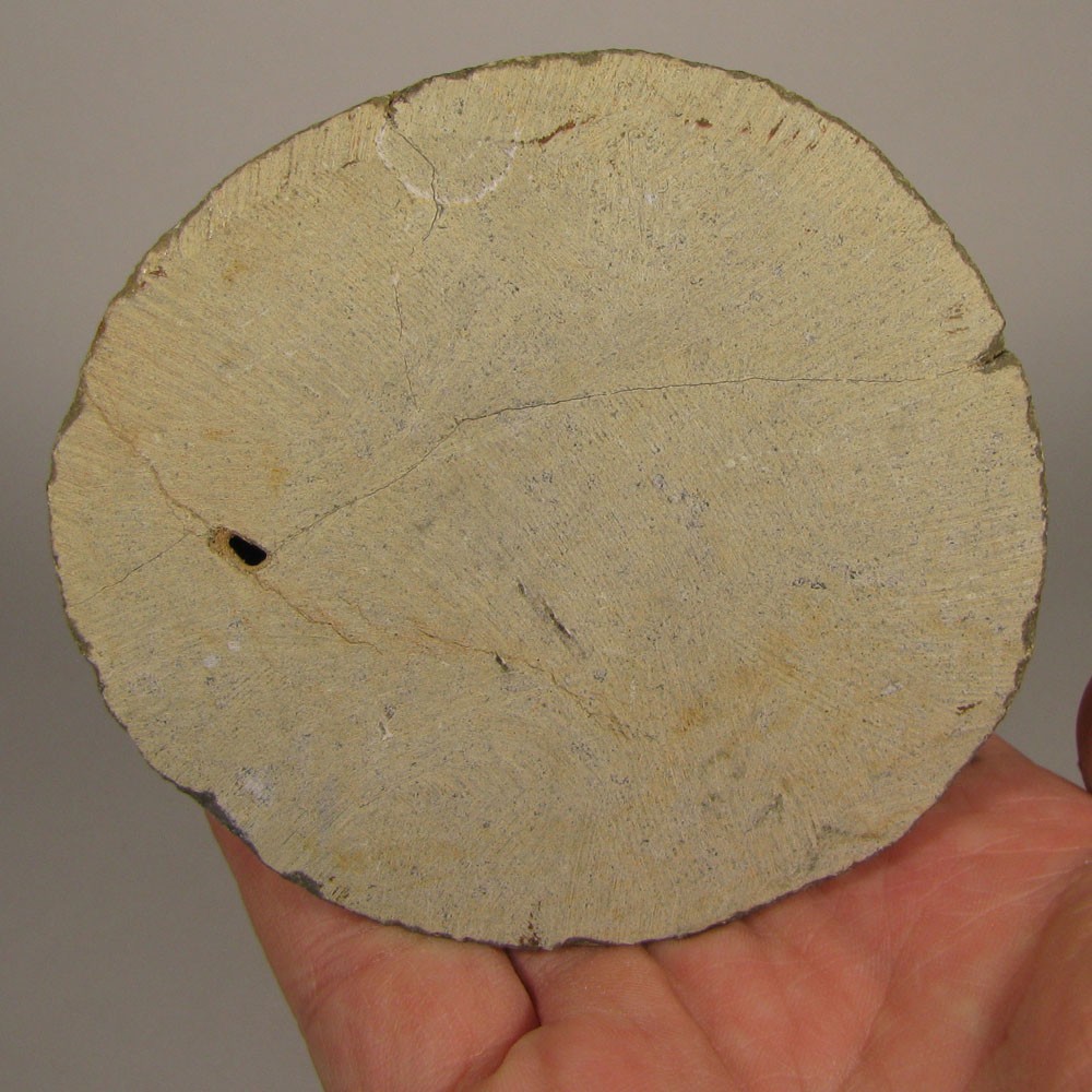 1.9" Phacops TRILOBITE Fossil on Matrix - Devonian Age - Morocco