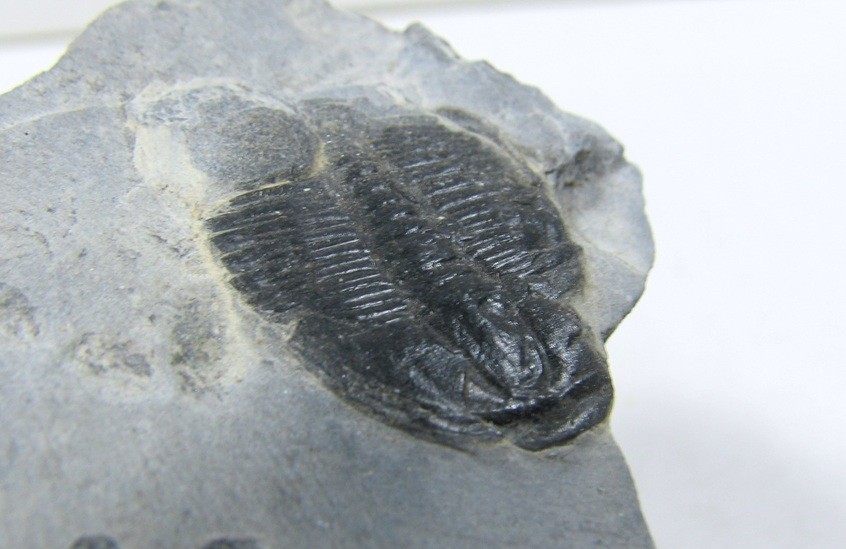 Elrathia Kingi Trilobite #38