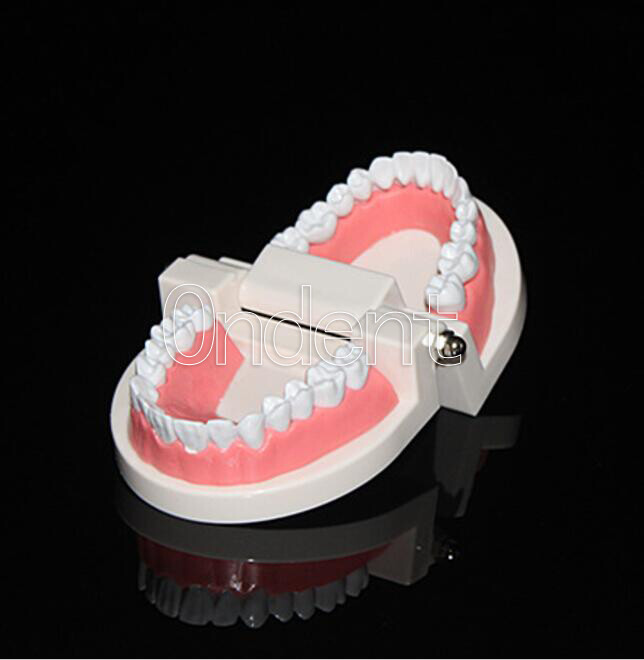 Dental Standard Tooth Model Dentist Teaching Demonstration Study Full 28 Teeth