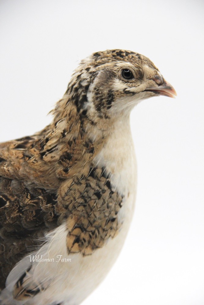 100+ Coturnix Quail Hatching Eggs