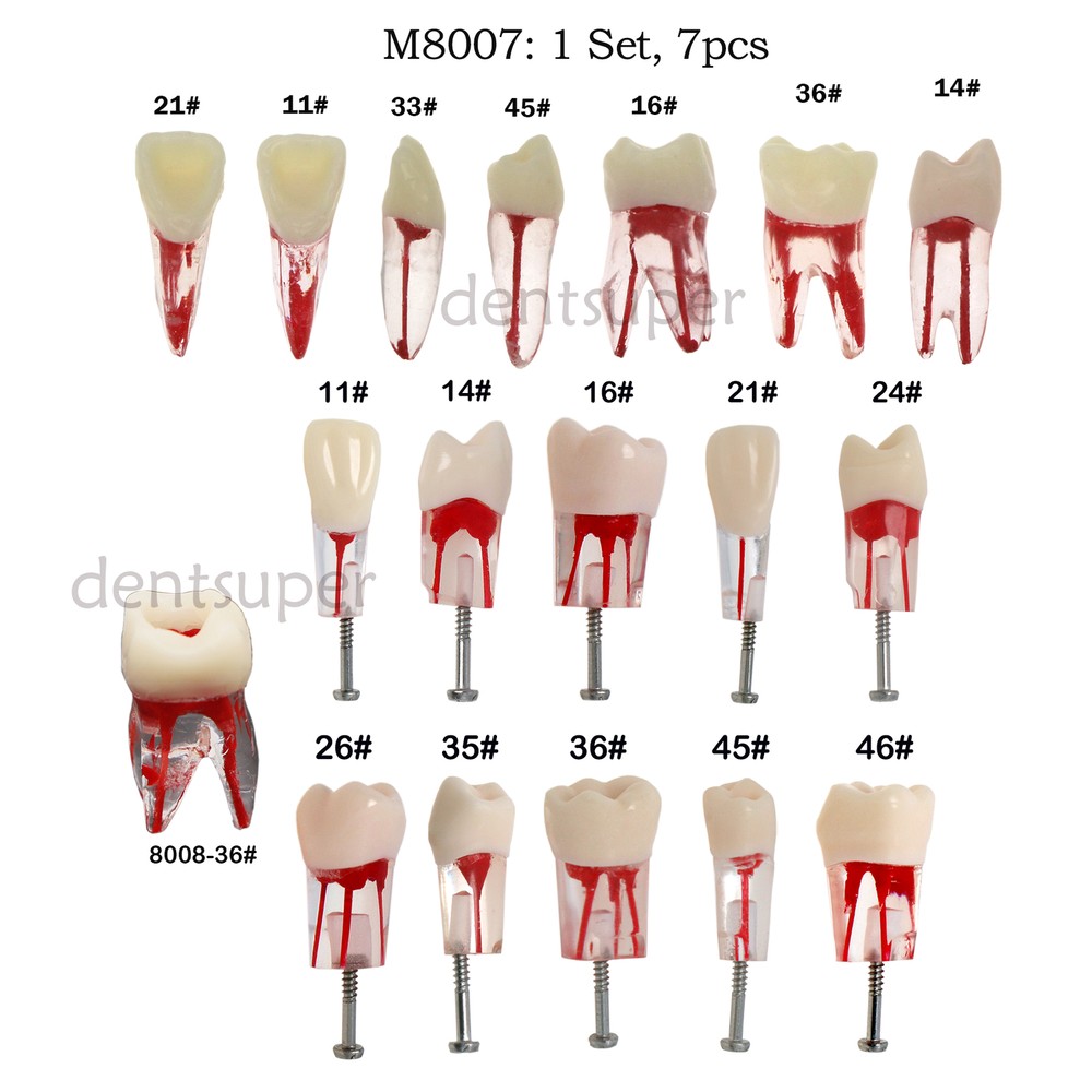 Dental Teeth Root Canal RCT Block Pulp Cavity Practice Model for Endo File Study