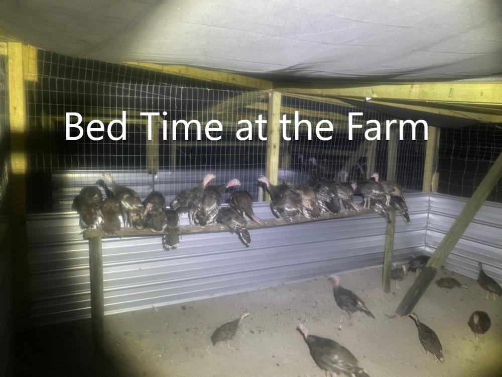 Osceola Turkey Hatching Eggs (One Dozen)