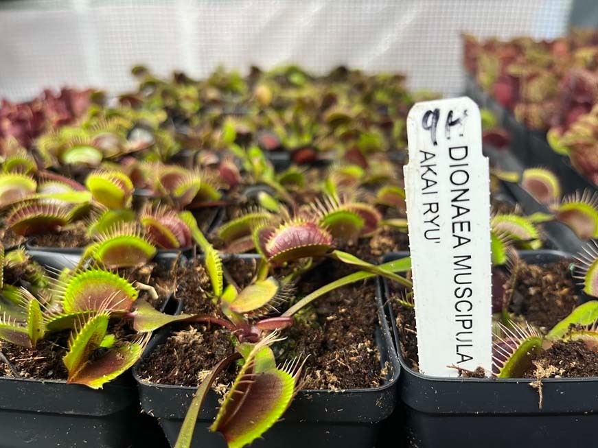 Venus Flytrap Akai Ryu - Red Dragon Venus Flytrap - Live Carnivorous Plant
