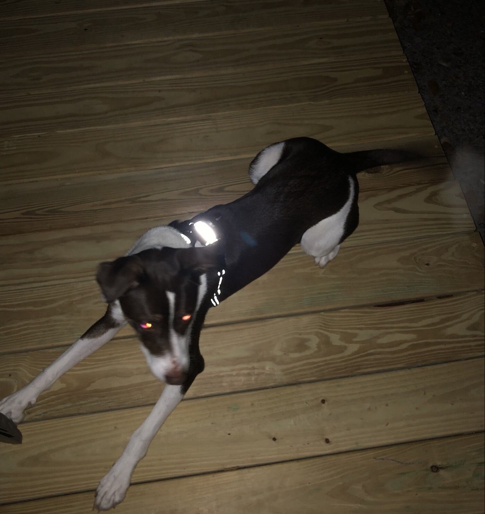 Reflective Iron-On Material - 1" - Dog Safety - for Harnesses, Leashes, Collars