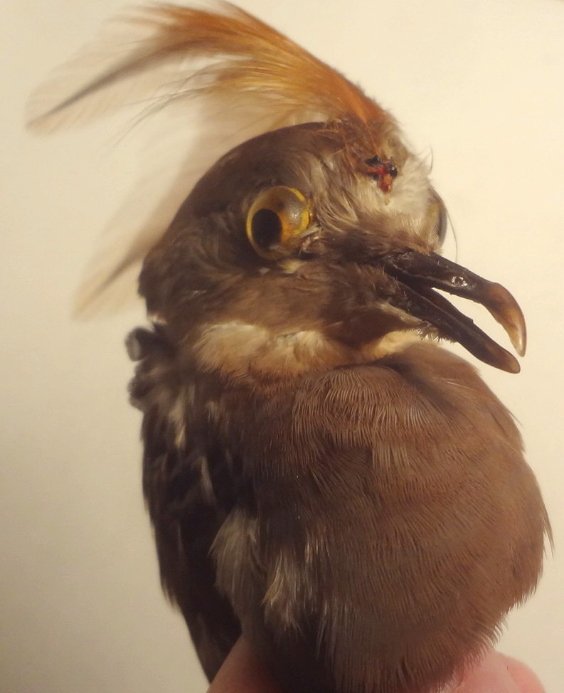 ✅c1860 - VRARE - REAL TAXIDERMY BIRD for HAT or MILLINARY - To Restore FANTASTIC