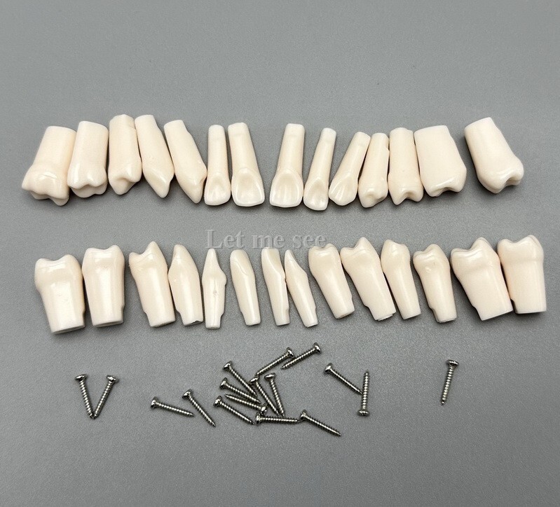 Dental Replacement Screw-in Teeth Typodont Models Study Practice Tooth Model