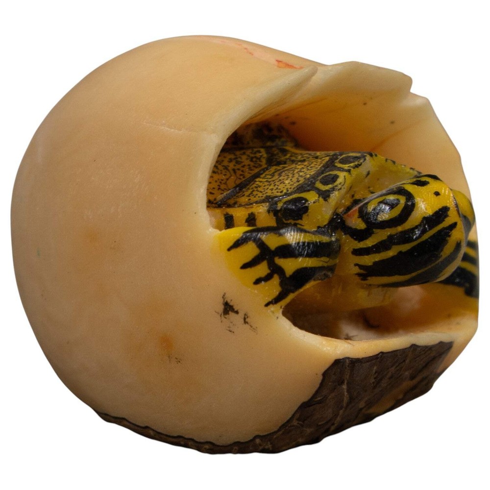 Tortise And Egg Tagua Carving