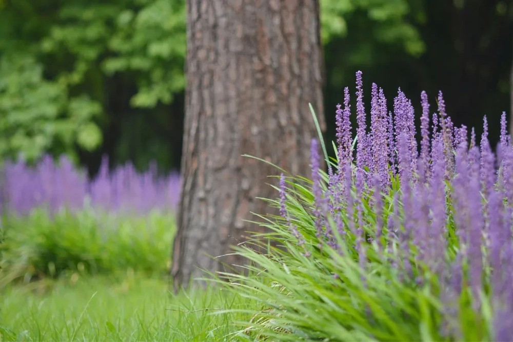 Monkey Grass, Purple Clumping, Liriope Spicata 50 Bare Root Plants Shade/Partial