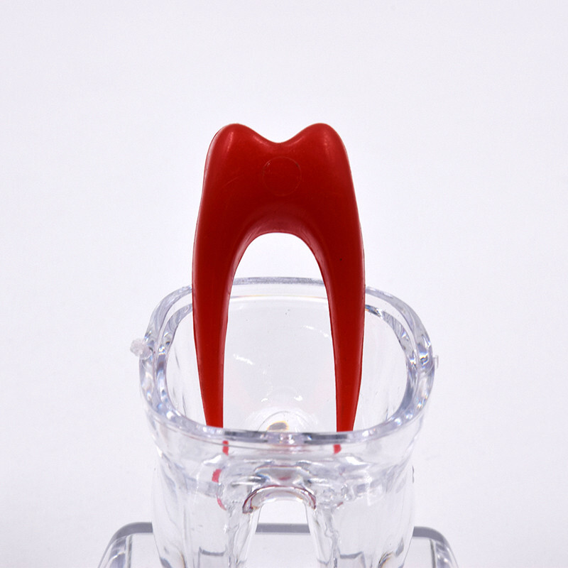 Dental Plastic Separable Crystal Base Hard Demonstration Teeth Tooth Molar Teach