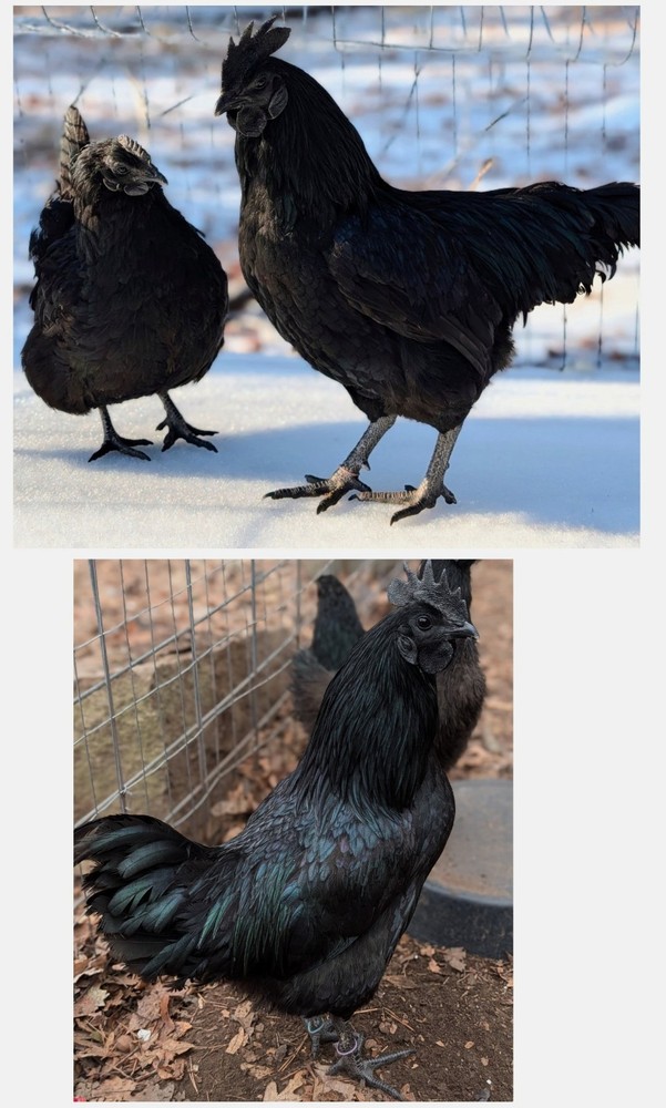 Ayam Cemani Chicken Fertile Hatching Eggs (4)