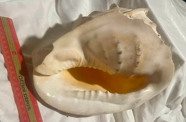 LARGE Sea Shell 11" x 9" -x 7..5"