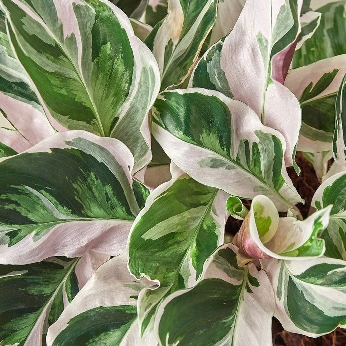 Calathea 'White Fusion' 4" Pot