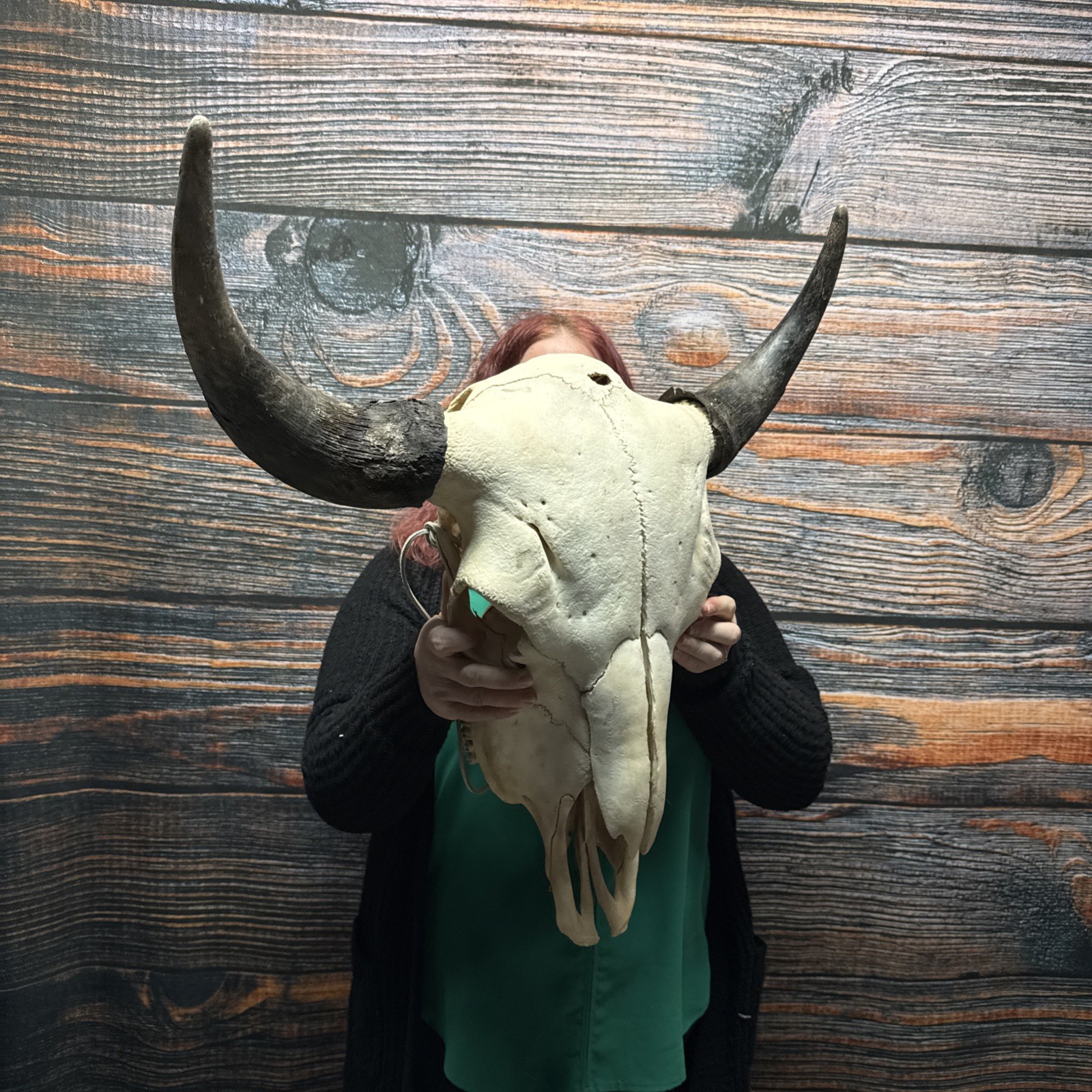 Real Trophy XL Bull Buffalo Bison Skull Horn Animal Mount Western Unique Cabin