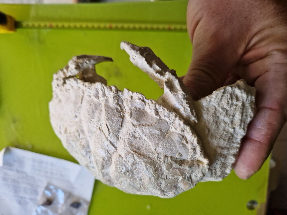 CRAB CANCER FOSSIL