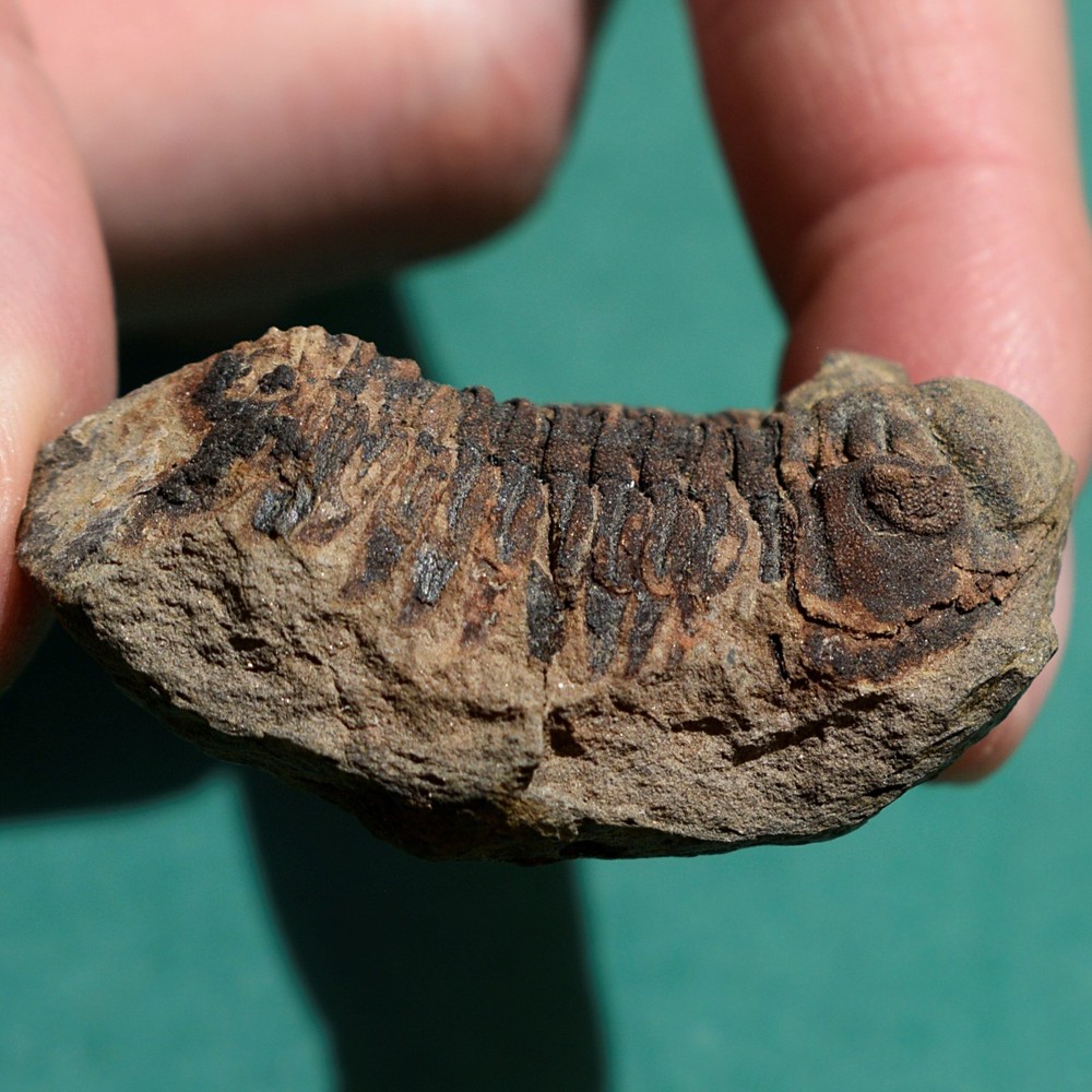 Trilobite, Eldredgeia eocryphaeus: Bolivia devonian trilobite fossil