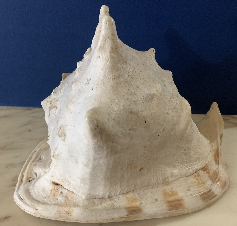 large horned sea shell 24x17x18cm