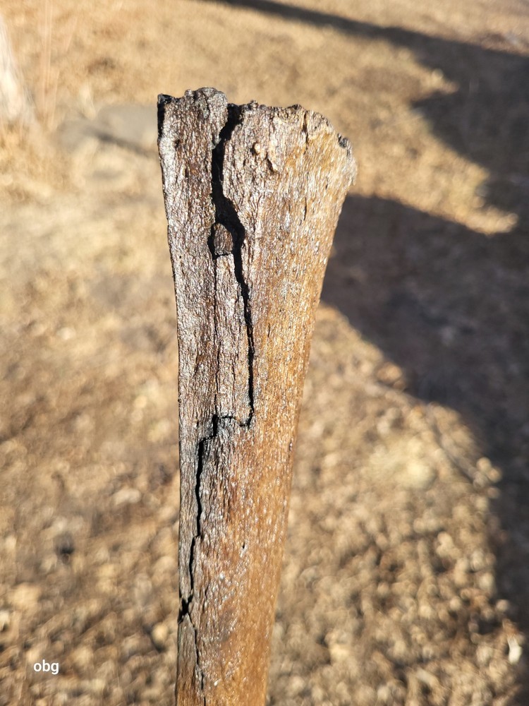 Historic Bison thoracic vertebra