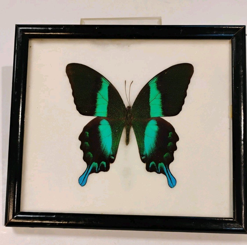 Green Peacock Swallowtail Butterfly Box Display Frame. Awesome Display