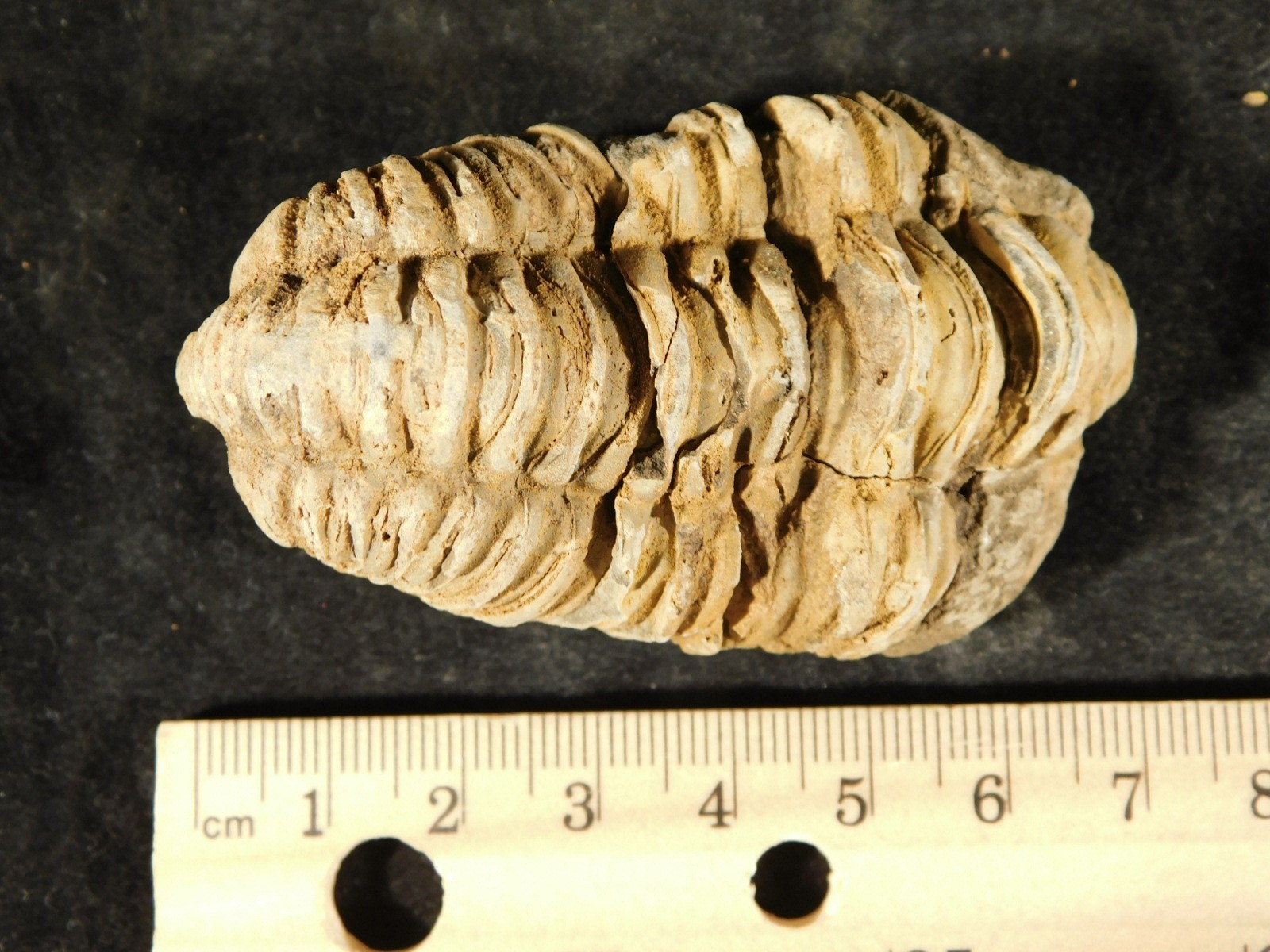 Big! 460 MILLION Year Old! Flexicalymene TRILOBITE Fossil Morocco 74.5gr