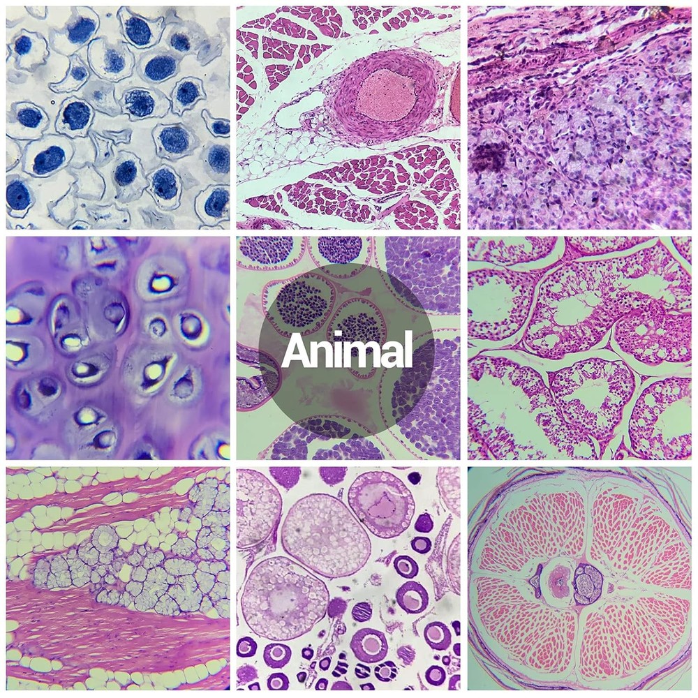 30 Microscope Slides with Specimens for Kids, Prepared Microscope Slides for Kid